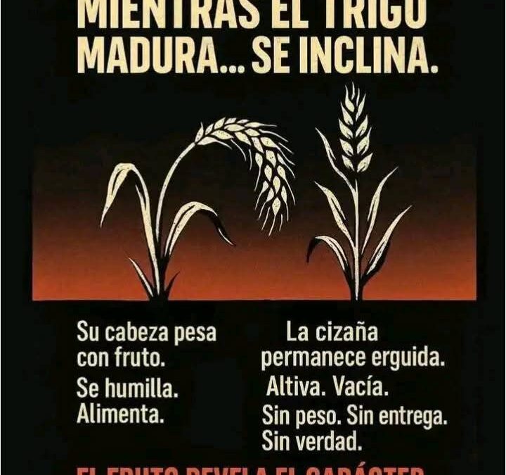 EL TRIGO Y LA CIZAÑA