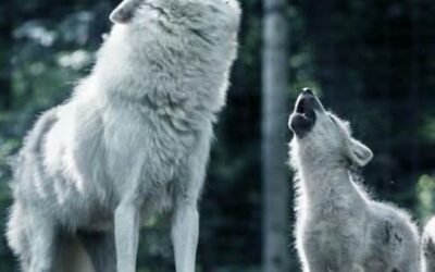 CUANDO UN LOBO ES JOVEN. . .