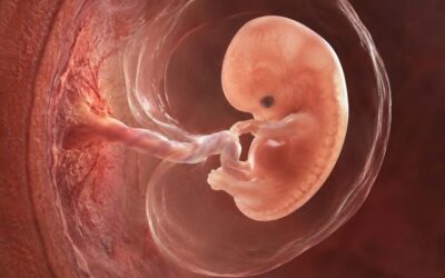 ¿Es moralmente legítimo el aborto provocado?
