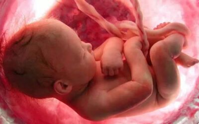 Protocolo del aborto