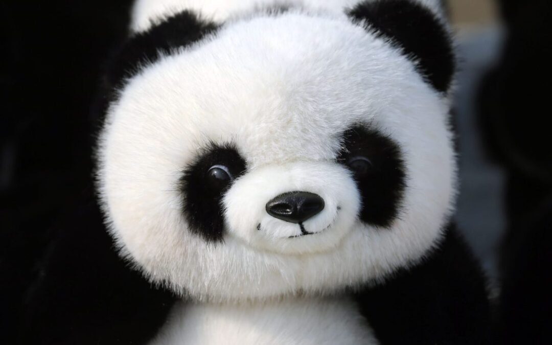 La cruz en la frente de un oso panda